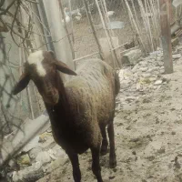 گوسفند نر تخمی