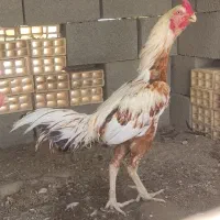 تخم مرغ لاری افغان به شرط نطفه قوی|حیوانات مزرعه|بندرعباس, |دیوار