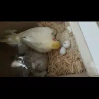 جفت عروس هلندی مولد ایزابلا و لوتینو