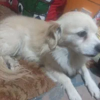 سگ آپارتمانی بسیار ناز|سگ|پاکدشت, پارچین|دیوار