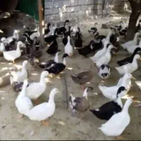 اردک 130 روزه محلی