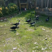 فروش اردک روسی|حیوانات مزرعه|چمستان, |دیوار