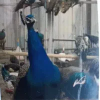 جوجه طاووس ۲روزه