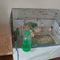 طوطی برزیلی