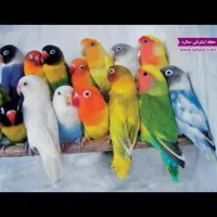 خرید و فروش و معاوضه انواع طوطی سان وپرندگان زینتی