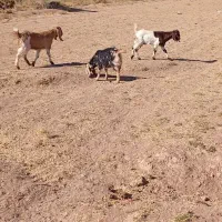 توضیحات|حیوانات مزرعه|تربت جام, میان جام|دیوار