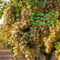 مقاومترین نهال خاص کشوری آرش