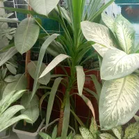 گل طبیعی|گل و گیاه طبیعی|یاسوج, |دیوار