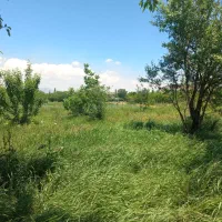 فروش علوفه یونجه