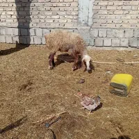 کاورفروشی ابستن