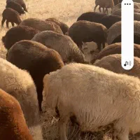 فروش ۴۰راس میش داشتی بیشترشون پستان کرده