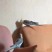 عروس هلندی|پرنده|گلبهار, شهر جدید گلبهار|دیوار