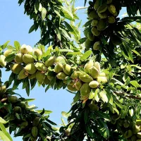 نهالستان گردو،بادام و پسته‌های دیرگل.  پالیز|خدمات باغبانی و درختکاری|مهاجران, |دیوار