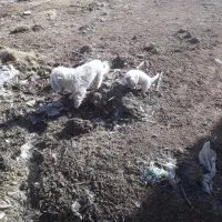 شیتیزو|سگ|زرندیه, |دیوار