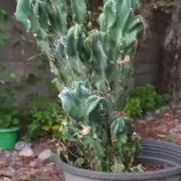 صخره ای|گل و گیاه طبیعی|رشت, استادسرا|دیوار