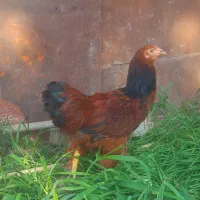 خروس ۷ ماهه برهما