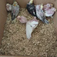 جوجه عروس|پرنده|نوبندگان, |دیوار