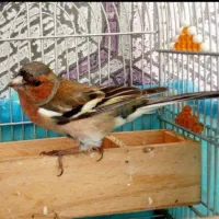 سهره جنگلی سبز و زرد