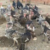 بوقلمون سالم و سرحال فروشی|حیوانات مزرعه|آق قلا, |دیوار