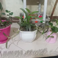 گل طبیعی|گل و گیاه طبیعی|گلبهار, شهر جدید گلبهار|دیوار