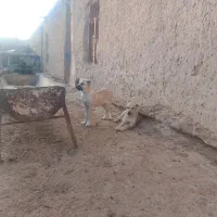 کچوک سرابی|سگ|تایباد, |دیوار