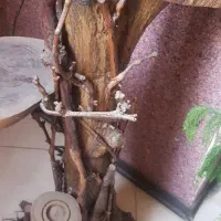 درخت خشک شده طبیعی دکوری قد ۱۷۵|گل و گیاه طبیعی|تهران, آهنگران (سراسیاب دولاب)|دیوار