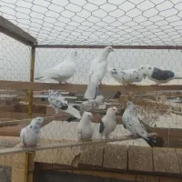 کبوتر|پرنده|معصومیه, |دیوار