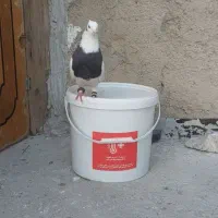 کفتر طوقی وسبز|پرنده|بندر ماهشهر, |دیوار