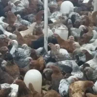 فروش جوجه خروس 50 روزه|حیوانات مزرعه|لاهیجان, آهندان|دیوار