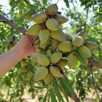 سودآوری بی وقفه با فروش نهال