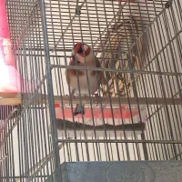 سهره نر مست