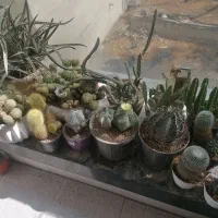 حراج تعدادی کاکتوس