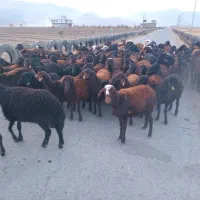 گوسفند شیشک و بره ماده|حیوانات مزرعه|بروجرد, |دیوار