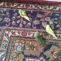 مرغ عشق انگلیسی نژاد دار|پرنده|آذرشهر, |دیوار