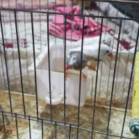 فنچ.|پرنده|تهران, زعفرانیه|دیوار