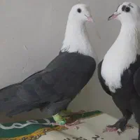 کلاغ کربلایی سیاه.کلاغ سبز.سرخ دم سفید