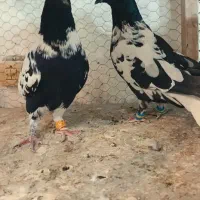 کبوتر|پرنده|مشهد, انصار|دیوار