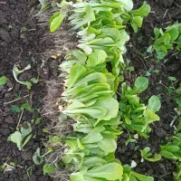 نهال کاهو روغنی|خدمات باغبانی و درختکاری|رستمکلا, |دیوار