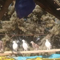 کبوتر پرشی جوجه ساعت بالا|پرنده|دماوند, گیلاوند|دیوار