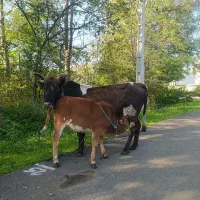 گاو گوساله محلی