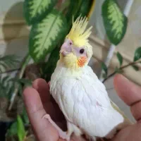 جوجه عروس هلندی|پرنده|اهواز, کیانشهر|دیوار