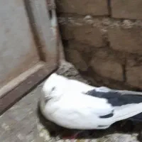 ماده دمی|پرنده|بروجرد, |دیوار