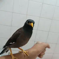 مینا سخنگو|پرنده|پاکدشت, پاکدشت (مامازند)|دیوار