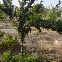 فروش آلو قرمز ۱۰۰٪ ارگانیک