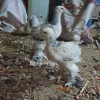 جوجه برهما لایت اصل