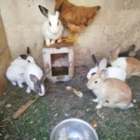 خرگوش