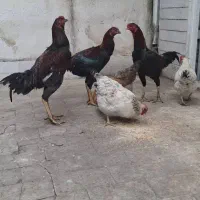 خروس لاری ، مرغ عشق ، عروس هلندی