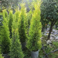 لاوسون.کاج طلایی|گل و گیاه طبیعی|چابکسر, |دیوار