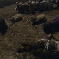 چیدن پشم گوسفند