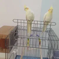 عروس هلندی لوتینو جفت